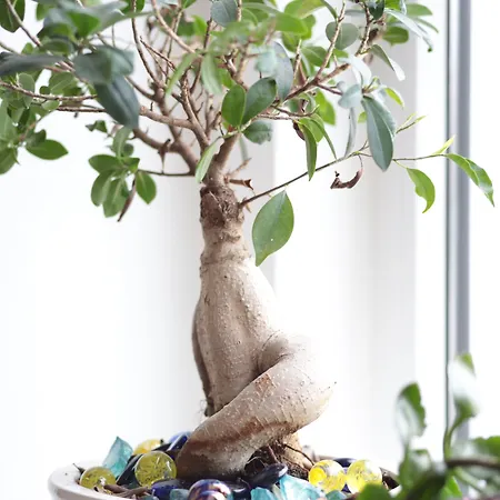 Notte Stellata 招待所